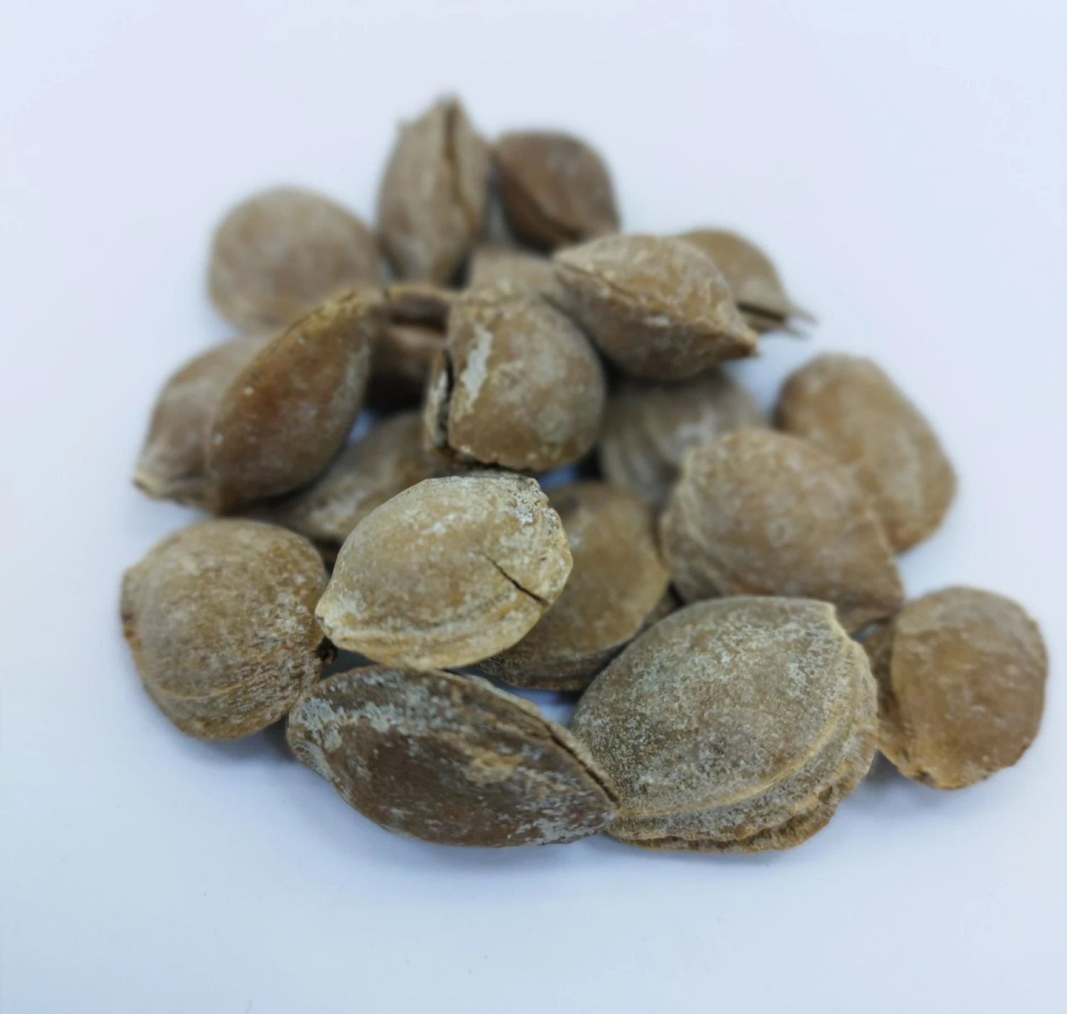 "Injir" Gury iýmişler Şänik